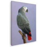 Tablou papagal gri african Tablou canvas pe panza CU RAMA 80x120 cm