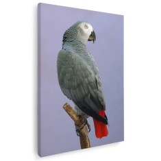 Tablou papagal gri african Tablou canvas pe panza CU RAMA 20x30 cm