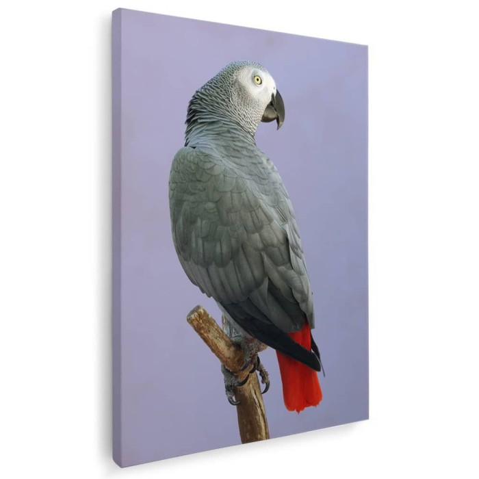 Tablou papagal gri african Tablou canvas pe panza CU RAMA 60x80 cm