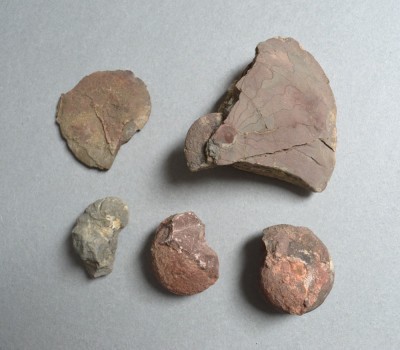 5 amoniti din Triasic foto