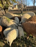 Porci mangalita 50 kg