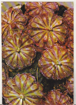 bnk cp Iasi - Gradina botanica - Planta insectivora - necirculata foto