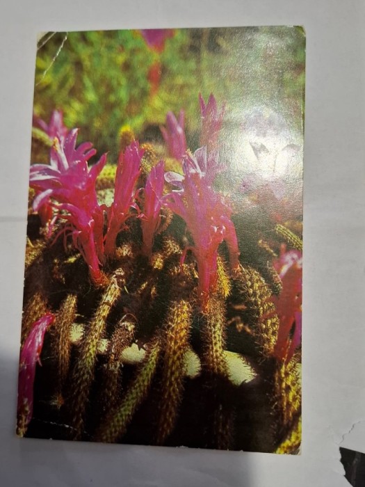 Carte postala floare 2