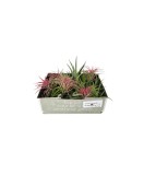 Cumpara ieftin Planta aeriană Tillandsia Baby mix, planta aeriana surpriza