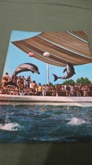 CARTE POSTALA CONSTANTA -DELFINARIU CIRCULATA