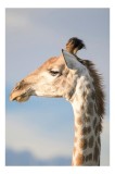 Tablou Canvas, "Nu știu cine este &icirc;n imagine.", Giraffe, Serengeti, Graceful, Majestic, Spotted, Elegant, Sky, Wildlife, 26 x 39 cm, CMCLASS
