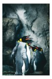 Tablou Canvas, "Pinguinii regali &icirc;n habitat natural", Pinguin, St&acirc;nci, Grup, Natură, Pene, Antarctica, Contrast, Rece, Regat, &Icirc;ntuneric, 26 x 39 cm, C