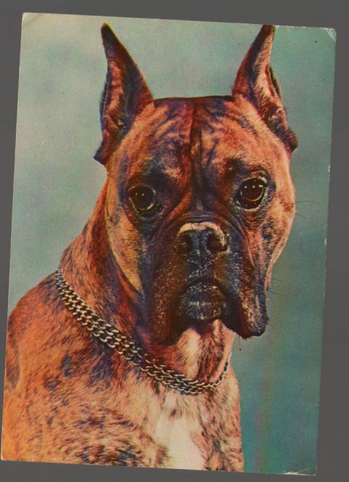CPIB 20254 FELICITARE - BOXER