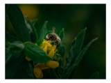 Tablou Canvas, "Albina adun&acirc;nd nectar pe floare", Albinuță, Floare, Frunze, Natură, Verde, Galben, Polenizare, Blăniță, Aripi, Detaliu, 39 x 26 cm, CM