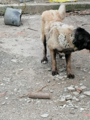 Femela ciobanesc leonberger foto