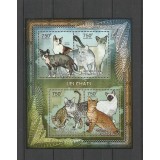 CENTRAL AFRICA 2012 FAUNA ANIMALE DOMESTICE PISICI