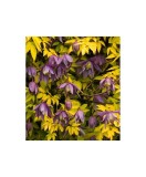 Clematis Stolwijk Gold PBR GA C2 Atragene G., Oem