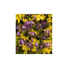 Clematis Stolwijk Gold PBR GA C2 Atragene G.
