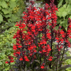 Lobelia cardinalis-Chocolate Truffle foto