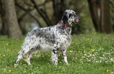 Vand Pui Setteri Englezi din parinti vanatori cu pedigree foto