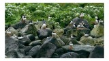 Tablou Canvas, "Colonie de puffini pe st&acirc;nci verzi", Puffins, St&acirc;nci, Verdeață, Flori, Păsări, Ocean, Natură, Peisaj, Culoare, Viață., 39 x 26 cm, CMC