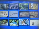 HOPCT LOT NR 29 / 12 CARTONASE - REPTILE / FAUNA- ITALIA