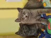 British Shorthair Blue, Puiuti masculi si femele, rasa pura