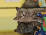 British Shorthair Blue, Puiuti masculi si femele, rasa pura