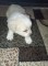 Căței Bichon havanez - 5