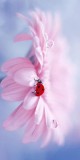 Husa Personalizata SAMSUNG Galaxy A41 Ladybug