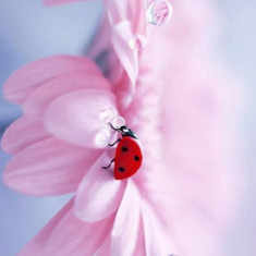Husa Personalizata ALLVIEW E4 \ E4 Lite Ladybug
