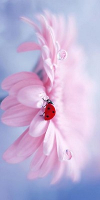 Husa Personalizata APPLE iPhone XR Ladybug foto