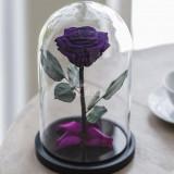 Trandafir Criogenat XL purpuriu inchis &Oslash;6,5cm in cupola
