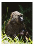 Tablou Canvas, "Maimuță cu pui &icirc;n natură sălbatică", Necunoscute, Tandrețe, Natură, Verdant, Priveghere, Aparent, &Icirc;ngrijire, Habitat, Copac, Instinct,