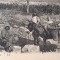 Bizerte , OAZA AFRICANA carte postala circulata , anul 1929 ,deosebita , interesanta ,,corespondenta cu Regatul Romaniei