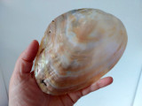 Scoica sidef abalone 18cm x 11 cm, prelucrata pe ambele parti