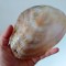 Scoica sidef abalone 18cm x 11 cm, prelucrata pe ambele parti