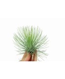 Plantă aeriana, Tillandsia Andreana, Mica, 8&times;8 cm, Oem