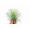 Plantă aeriana, Tillandsia Andreana, Mica, 8&times;8 cm