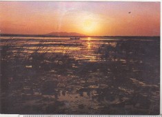 bnk cp Apus de soare in Delta Dunarii - Vedere - necirculata