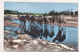 bnk cp Africa - Camile in oaza - necirculata