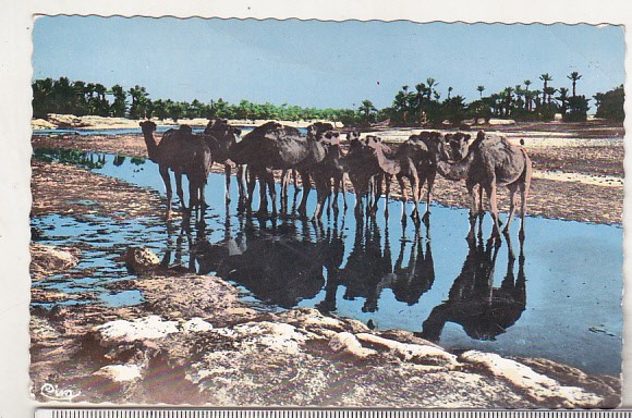 bnk cp Africa - Camile in oaza - necirculata