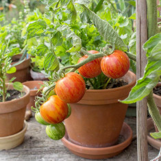 Rosii , tomate TIGERELLA - 5 seminte pentru semanat