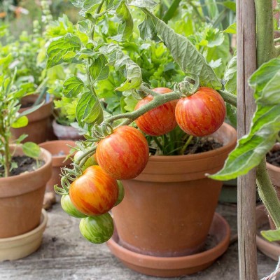 Rosii , tomate TIGERELLA - 5 seminte pentru semanat foto