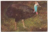 bnk cp Fauna - Gradina zoologica Bucuresti - Casuar - necirculata
