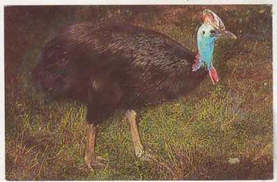 bnk cp Fauna - Gradina zoologica Bucuresti - Casuar - necirculata foto