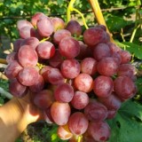 Butasi de vita de vie de anul 2 și de anul 3