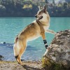 Balto &ndash; Orteză comodă pentru c&acirc;ini XS
