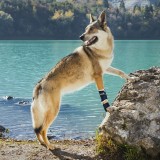 Balto &ndash; Orteză comodă pentru c&acirc;ini XXS