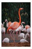Tablou Canvas, "Roza flamingo &icirc;n lumina dimineții", Flamingo, Roz, Elegant, Gratie, Natura, Exotic, Pasari, Societate, Frumusete, Calm, Contrast, Grup