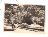 CP Buzias - In parc, RPR, circulata 1955, animata, mica pata, Printata