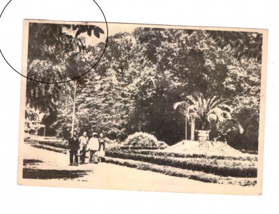 CP Buzias - In parc, RPR, circulata 1955, animata, mica pata foto
