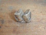 Molar de Lophiodon sp. Eocen Romania