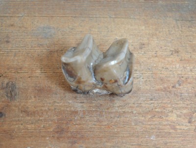 Molar de Lophiodon sp. Eocen Romania foto