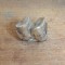 Molar de Lophiodon sp. Eocen Romania
